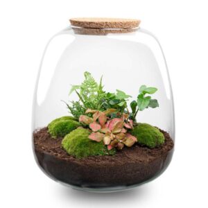 Pflanzenterrarium - Emma - DIY kit - ↑ 25 cm - Ø 23 cm - Hedera Red