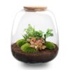 Pflanzenterrarium - Emma - DIY kit - ↑ 25 cm - Ø 23 cm - Hedera Red + LED