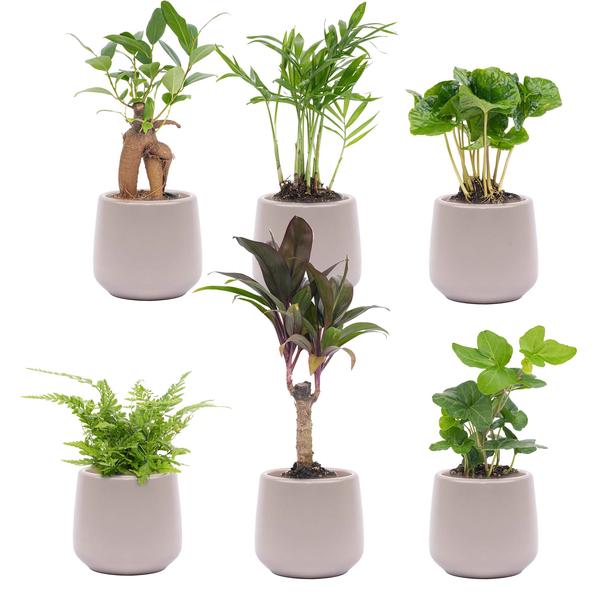 Mini Pflanzenset 6 - Inklusive 6x Topf Joey grau matte