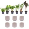 Mini Pflanzenset 6 - Inklusive 6x Topf Joey grau matte