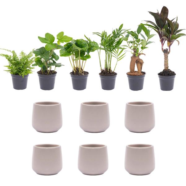 Mini Pflanzenset 6 - Inklusive 6x Topf Joey grau matte