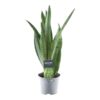 Sansevieria Grüne Minze - 45 cm - ø12