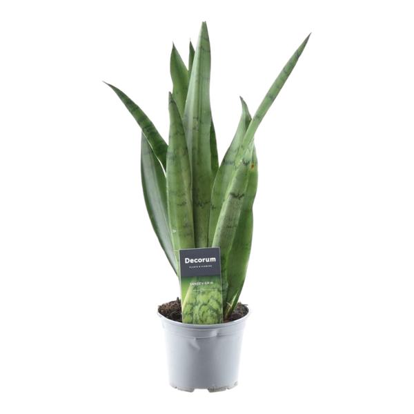 thumbnail_600-355 Sansevieria Grüne Minze - 45 cm - ø12