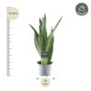 Sansevieria Grüne Minze - 45 cm - ø12