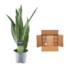 Sansevieria Grüne Minze - 45 cm - ø12