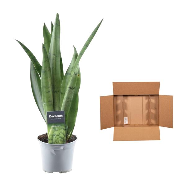 thumbnail_600-357 Sansevieria Grüne Minze - 45 cm - ø12