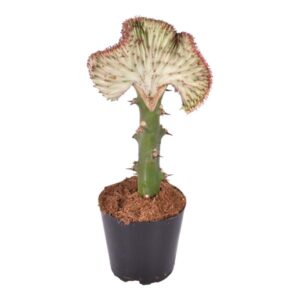 Euphorbia lactea Cristata rot - 30 cm - ø10,5
