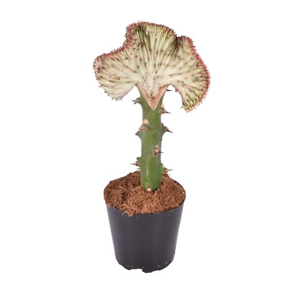 Euphorbia lactea Cristata rot - 30 cm - ø10,5