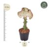 Euphorbia lactea Cristata rot - 30 cm - ø10,5
