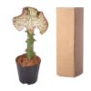 Euphorbia lactea Cristata rot - 30 cm - ø10,5
