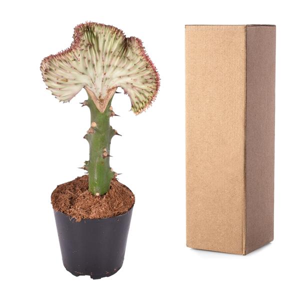 Euphorbia lactea Cristata rot - 30 cm - ø10,5