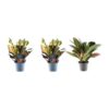 3x Croton Codiaeum mix - 30 cm - ø12
