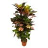 Codiaeum (Croton) Iceton Zweige - 120 cm - Ø24cm