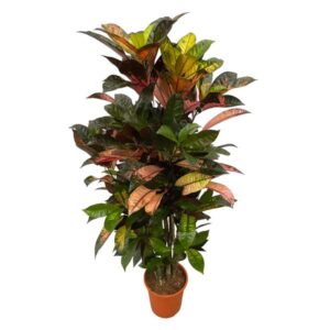Codiaeum (Croton) Iceton Zweige - 120 cm - Ø24cm