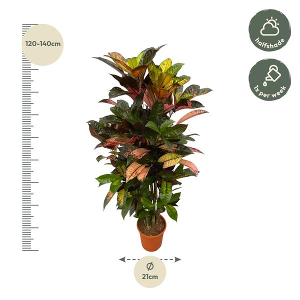 Codiaeum (Croton) Iceton Zweige - 120 cm - Ø24cm