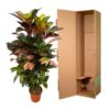 Codiaeum (Croton) Iceton Zweige - 120 cm - Ø24cm