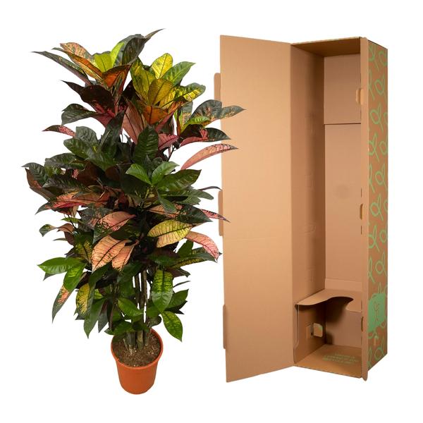 Codiaeum (Croton) Iceton Zweige - 120 cm - Ø24cm