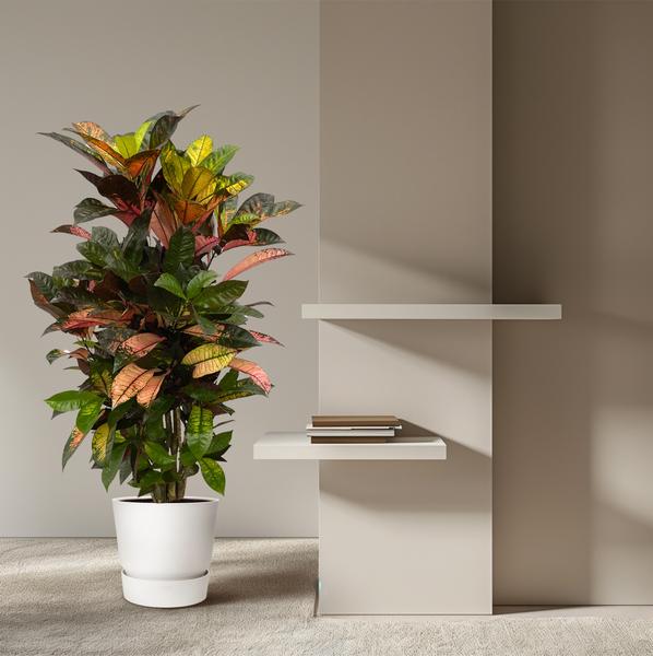Codiaeum (Croton) Iceton Zweige - 120 cm - Ø24cm
