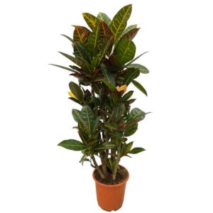 Codiaeum (Croton) - 100 cm - Ø21cm