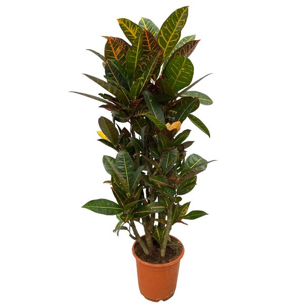 Codiaeum (Croton) - 100 cm - Ø21cm