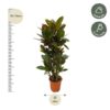 Codiaeum (Croton) - 100 cm - Ø21cm