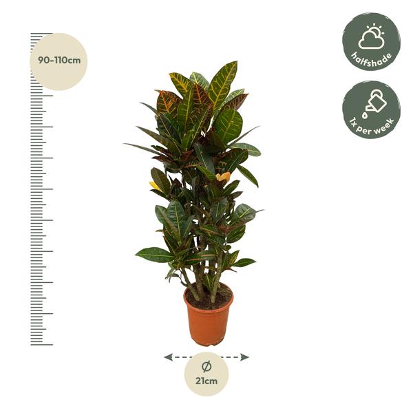 Codiaeum (Croton) - 100 cm - Ø21cm