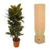 Codiaeum (Croton) - 100 cm - Ø21cm