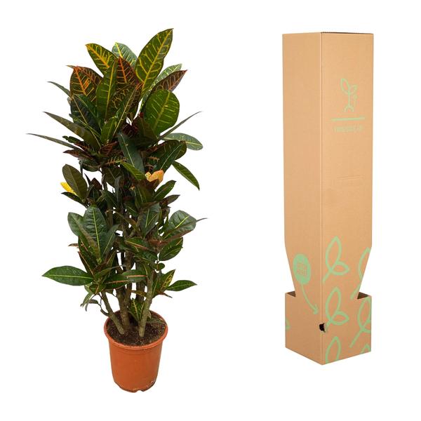 Codiaeum (Croton) - 100 cm - Ø21cm
