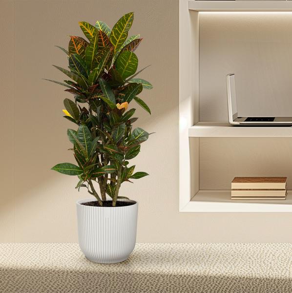 Codiaeum (Croton) - 100 cm - Ø21cm