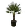Chamaerops Humilis op stamm - 150 cm - Ø45cm