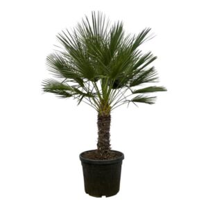 Chamaerops Humilis op stamm - 150 cm - Ø45cm