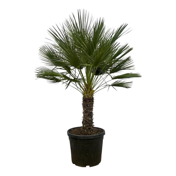 Chamaerops Humilis op stamm - 150 cm - Ø45cm