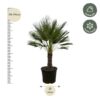 Chamaerops Humilis op stamm - 150 cm - Ø45cm