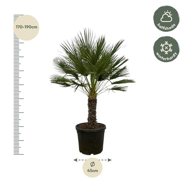 Chamaerops Humilis op stamm - 150 cm - Ø45cm