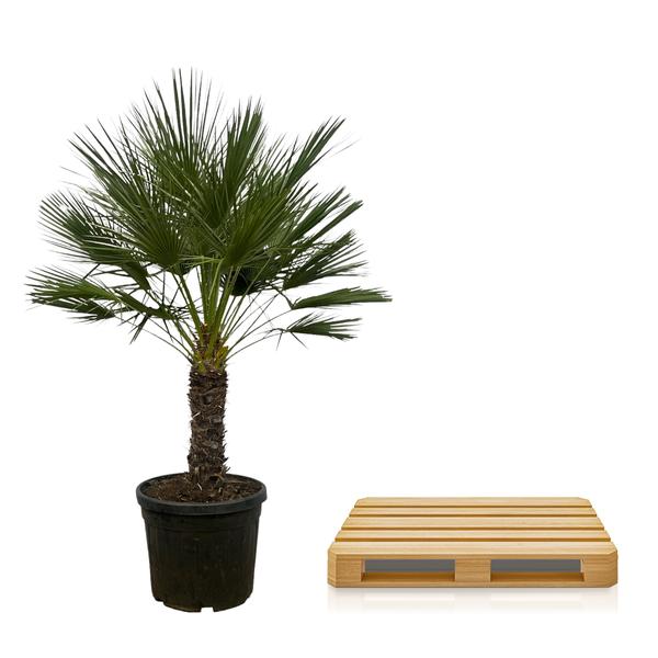 Chamaerops Humilis op stamm - 150 cm - Ø45cm