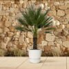 Chamaerops Humilis op stamm - 150 cm - Ø45cm