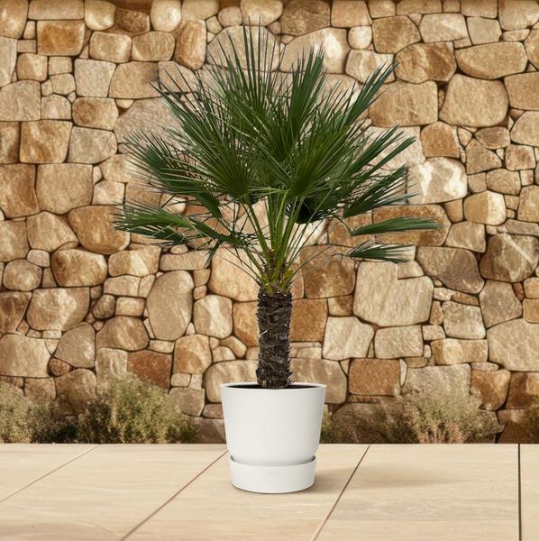 Chamaerops Humilis op stamm - 150 cm - Ø45cm