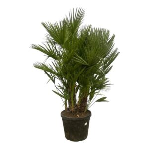 Chamaerops Humilis multi stamm - 180 cm - Ø45cm