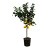 Zitrus Lemon 150 cm - Ø24cm