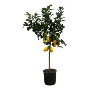 Zitrus Lemon 150 cm - Ø24cm