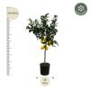 Zitrus Lemon 150 cm - Ø24cm
