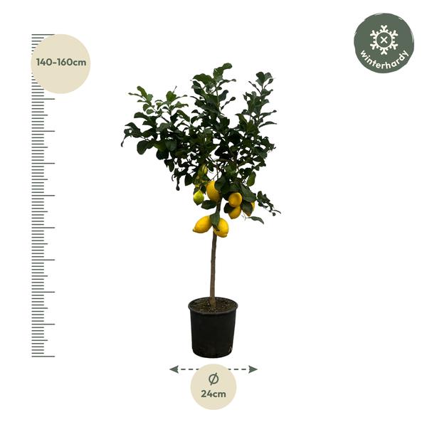 Zitrus Lemon 150 cm - Ø24cm
