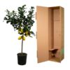 Zitrus Lemon 150 cm - Ø24cm