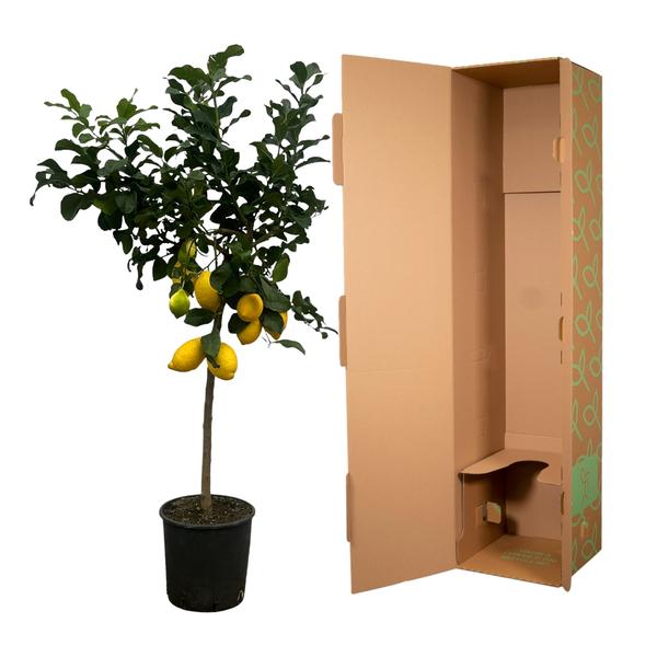 Zitrus Lemon 150 cm - Ø24cm