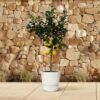 Zitrus Lemon 150 cm - Ø24cm