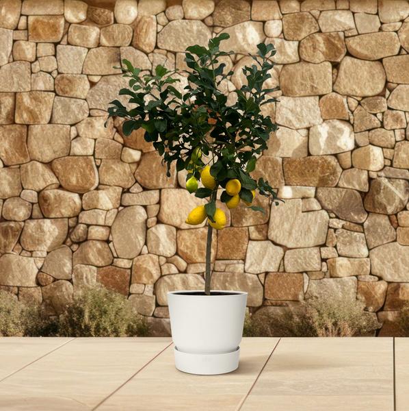 Zitrus Lemon 150 cm - Ø24cm