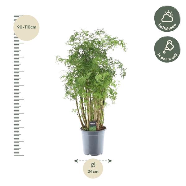 thumbnail_600-400 Polyscias Hawaiiana Ming - 90 cm - Ø24cm