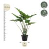 Alocasia Portodora - 140 cm - Ø34cm
