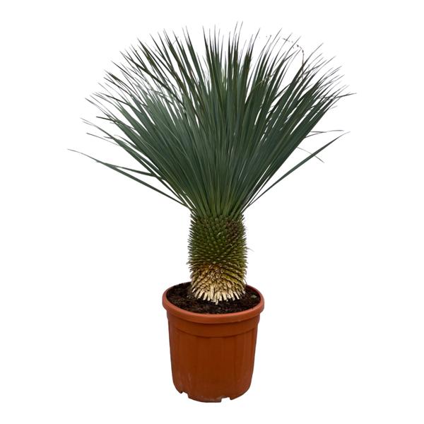 thumbnail_600-438 Yucca Rostrata - 160 cm - Ø50cm