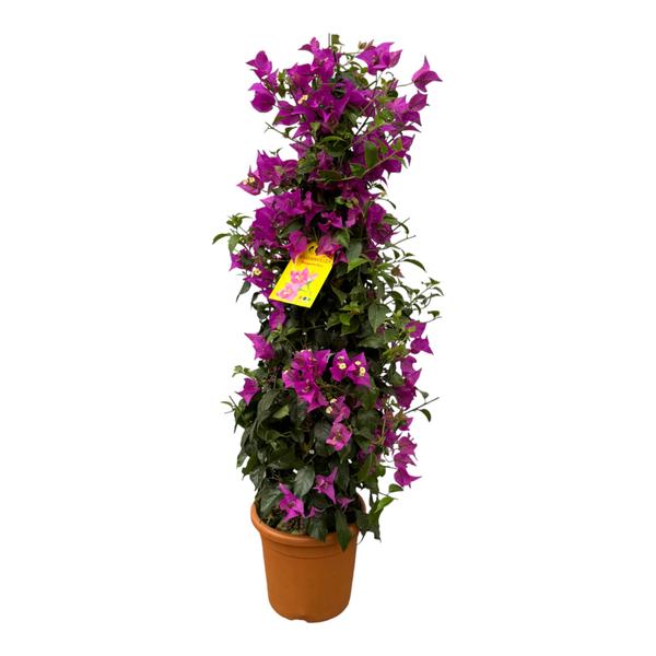 thumbnail_600-439 Bougainvillea pyramide - 90 cm - Ø21cm